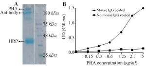 <p>Figure 3. PHA characterization using SDS-PAGE and ELISA. SDS-PAGE analysis showed the presence of a protein bands above the intact antibody, 150 <em>kDa</em>, indicating the conjugation of antibody and HRP to dextran polymer (A). Using ELISA revealed that the PHA could recognized the corresponding antigen, mouse IgG (B).</p>