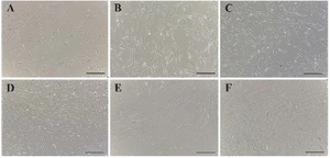 <p>Figure 1. Proliferation of AD-MSCs at passage 3 on days 1 (A), 2 (B), 3 (C), 4 (D), 5 (E) and 6 (F) post culture initiation, magnification 40 <em>X</em>.</p>