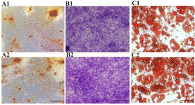 <p>Figure 3. Differential potentials of AD-MSCs into osteocytes (A1, A2), chondrocytes (B1, B2) and adipocytes (C1, C2) in the control (A1-C1) and experimental (A2-C2) groups, magnification 40<em>X</em>.</p>