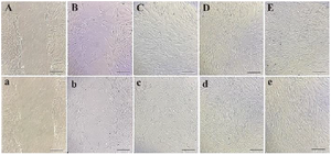 <p>Figure 4. Migration of AD-MSCs at 0 <em>hr</em> (A, a), 6 <em>hr</em> (B, b), 12 <em>hr</em> (C, c), 18 <em>hr</em> (D, d) and 24 <em>hr</em> (E, e) in the control (A-E) and experimental (a-e) groups, magnification 40<em>X</em>.</p>