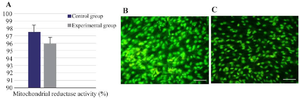 <p>Figure 5. Mitochondrial reductase activities (A), and apoptosis of AD-MSCs in the control (B) and experimental (C) conditions with a magnification of 40<em>X</em>.</p>