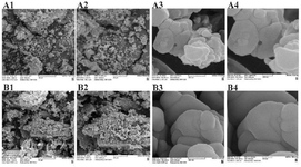 <p>Figure 6. Extracted nanoparticles in the experimental (A1-4) and control (B1-4) groups with magnifications of 50 <em>&mu;m</em> (A1, B1), 20 <em>&mu;m</em> (A2, B2), 500<em> nm </em>(A3, B3) and 200 <em>nm</em> (A4, B4).</p>