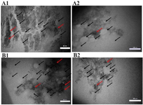 <p>Figure 7. Aggregation, dispersion, and agglomeration of extracted nanoparticles in the control (A) and experimental (B) groups with magnifications of 50 <em>nm</em> (A1, B1) and 100 <em>nm</em> (A2, B2). Black arrows demonstrate the typical nanoparticles and red arrows are agglomerated and aggregated nanoparticles.</p>