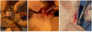 <p>Figure 11. The process of inserting a sample into a hole made in the bone and suturing the skin.&nbsp;</p>