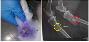 <p>Figure 12. The result after 28 days, clinical appearance and X-ray.</p>