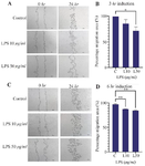 <p>Figure 3. Effect of short-term inflammatory environment exposure with LPS induction on hUC-MSC migration by scratch test. A-B after 3 <em>hr</em> induction; C-D after 6 <em>hr</em> induction (*p=0.0472) (**p&lt; 0.005).</p>