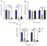 <p>Figure 6. Relative mRNA expression level of COL2AI, PPAR&gamma;, and RUNX2 after LPS induction in different concentrations and exposure time. **(p &lt;0,0067), ****(p = &lt;0,0001).</p>