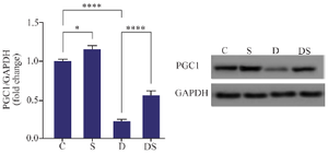 <p>Figure 2. The effect of swimming on the expression of PGC1 protein in the heart of rats treated with Doxorubicin. The results are reported as mean&plusmn;standard deviation. GAPDH protein was used as a calibrator. All assays were performed in triplicates. * and **** indicate a significant statistical difference between different experimental groups at p&lt;0.05 and p&lt;0.0001, respectively. C (control group), S (swimming group), D (DOX group), DS (swimming + DOX group).</p>