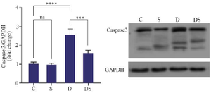 <p>Figure 4. The effect of swimming on the expression of Caspase3 in the hearts of rats treated with Doxorubicin. The results are reported as mean&plusmn;standard deviation. GAPDH protein was used as a calibrator. All assays were performed in triplicates. *** and **** indicate a significant statistical difference between different experimental groups at p&lt;0.001 and p&lt;0.0001, respectively. C (control group), S (swimming group), D (DOX group), DS (swimming + DOX group).</p>