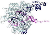 <p>Figure 1. Crystallographic studies have shown that Cas9 consists of two main lobes: a recognition lobe and a nuclease lobe. The binding of guide RNA to target DNA induces the formation of a positively charged groove at the interface of these lobes <sup>10</sup>.</p>