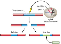 <p>Figure 2. The CRISPR system utilizes a single guide RNA (sgRNA) composed of a target-matching sequence and an activating region that recruits Cas9. This complex precisely induces double-strand breaks at specific genomic sites, leading to gene disruption. Owing to its high accuracy and efficiency, CRISPR is widely adopted in molecular biology and genetic engineering.</p>