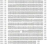 <p>Figure S1. BLASTn-based graphical comparison of <em>FOXO1</em> gene sequences showing 30% mutation relative to the reference FASTA.</p>