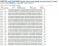 <p>Figure S13. FASTA comparison demonstrates~30% of mutations in the defective gene, with additional <em>Numb </em>gene mutations identified via BLAST analysis on the NCBI server.</p>