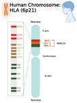 <p>Figure 1. Genomic Map of the Human HLA Complex: Located at chromosome 6p21, encompassing ~4,000 <em>kb </em>and encoding HLA Class I (HLA-A, -B, -C), Class II (HLA-DP, -DQ, -DR), and Class III genes (TNF, HSP, complement C2/C4, CYP21) (29, 30). Non-HLA.</p>