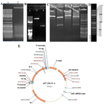 <p>Figure 1. A) Gel electrophoresis image displaying genomic DNA extracted from <em>S. aureus</em> culture. Lane 1 contains the Gene Ruler DNA Ladder Mix, serving as a size reference, while Lane 2 shows the extracted genomic DNA. B) Gel image illustrating the digestion products: Lane 1 with the DNA ladder; Lane 2 exhibiting the <em>SpA</em> gene after digestion with <em>Nhe</em>I and <em>Bam</em>HI restriction enzymes; Lane 3 showing the pET-28a vector digested with the same enzymes.&nbsp; C) Confirmation of plasmids harboring the Protein A (SpA) gene <em>via</em> double digestion with <em>Nhe</em>I and <em>Bam</em>HI. D) The GeneRuler DNA Ladder Mix used in all DNA gel electrophoresis. E) Snap gene result of SpA cloning in pET-28a plasmid.</p>