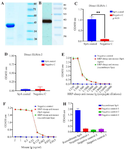<p>Figure 2. Summarizes the characterization and binding assessment of recombinant SpA: A) SDS-PAGE analysis of purified recombinant SpA was performed using a 12% gel, with samples alongside molecular weight markers stained with Coomassie Blue R-250. The estimated molecular weight of the purified protein was determined based on the marker proteins. B) Western blotting of recombinant SpA was conducted using Horseradish Peroxidase (HRP)-conjugated anti-His tag antibody to confirm the presence of the His-tagged recombinant protein. C and D) Enzyme-linked immunosorbent assay (ELISA) experiments involved coating ELISA strips with 5 <em>&micro;g/ml</em> of recombinant SpA, followed by incubation with HRP-conjugated sheep anti-mouse Ig and F(ab')2 HRP-conjugated sheep anti-mouse Ig, respectively, to evaluate binding specificity. E) Titration curves from direct ELISA showed the binding of HRP-conjugated sheep anti-mouse Ig to plates coated with commercial SpA (Sigma, red line) and recombinant SpA (green line), indicating comparable reactivity. F) Indirect ELISA titration assessed the binding of mouse immunoglobulin (ranging from 2 to 0.015 <em>&micro;g/ml</em>) to plates coated with protein A, using F(ab')2 HRP sheep anti-mouse IgG as the detection conjugate. H) The interaction of coated SpA with VH3 of IgM was examined, along with detection using F(ab')2 HRP sheep anti-mouse IgG; controls included NC-1 (no coating), NC-2 (absence of IgM), and NC-3 (absence of conjugate), to verify specific binding.</p>
