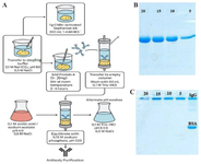 <p>Figure 3. A) Schematic presentation of immobilized recombinant SpA on CNBr-Activated Sepharose 4B and then human IgG purification. B) SpA protein which didn&rsquo;t bound to resin. C) the purified human IgG after immobilization of SpA on to the resins (20,15, 10 and 5) show the initial amount of recombinant SpA used in immobilization process.</p>