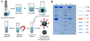 <p>Figure 4. Illustrates the process and results of IgG purification using recombinant SpA immobilized on magnetic nanoparticles: A) A schematic diagram depicting the immobilization of recombinant SpA on MnFe₂O₄@SiO₂@NH₂) magnetic nanoparticles. B) SDS-PAGE analysis showing the purification of human IgG. Lane 1; displays the IgG in its reduced and Lane 2; IgG in non-reduced forms purified using 5 <em>mg</em> of immobilized SpA, Lane 3, prestain protein markers included for size reference. Lane 4 confirms the purified IgG in its reduced form, obtained using 10 <em>mg</em> of SpA immobilized on the nanoparticle matrix.</p>