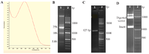 <p>Figure 1. Cloning of the<em> SARS-CoV-2 N gene.</em><br /> A) Viral RNA extraction was confirmed using UV&ndash;visible spectrophotometry in the range of 220&ndash;330 <em>nm</em>.<br /> B) The quality of the extracted RNA was verified by agarose gel electrophoresis; lane 1: RNA showing 28S, 18S, and 5.8S bands; lane 2: molecular weight ladder.<br /> C) RT-PCR amplification of the N gene; lane 1: amplicon of the N gene (1276 <em>bp</em>); lane 2: ladder.<br /> D) Double digestion of the recombinant plasmid; lane 1: released N gene insert (1276 <em>bp</em>) and digested vector backbone (3000 <em>bp</em>); lane 2: ladder.</p>