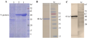 <p><strong>Figure 2.</strong> <em>Expression and purification of the recombinant N protein.</em></p>
<ol>
<li>A) Expression of N protein under denaturing conditions (8 <em>M</em> urea, lane 1) and non-denaturing conditions (without urea, lane 2) assessed by SDS-PAGE; lane 3: uninduced sample showing no N protein expression.</li>
<li>B) Purified N protein under denaturing conditions revealed a distinct band at ~48 <em>kDa</em> on SDS-PAGE.</li>
<li>C) Western blot analysis detected a 48 <em>kDa</em> band using anti-His tag monoclonal antibody, confirming expression of the recombinant N protein.</li>
</ol>