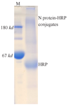 <p>Figure 3. Conjugation of N protein to HRP<em>. </em>SDS-PAGE analysis showed the appearance of smeared bands with high molecular weights (>180 <em>kDa</em>), indicating successful conjugation of N protein (48 <em>kDa</em>) to HRP (44 <em>kDa</em>).</p>