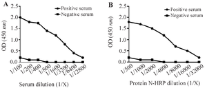 <p><strong>Figure 4.</strong> <em>Reactivity of the N protein with SARS-CoV-2 antibodies in ELISA.</em></p>
<ol>
<li>A) In the IgG ELISA, anti-N protein antibodies in a COVID-19 patient&rsquo;s serum recognized the coated N protein. A healthy serum was used as a negative control.</li>
<li>B) In the IgM ELISA, HRP-conjugated N protein was applied to wells containing captured IgM antibodies from patient serum. The interaction confirmed specific binding. A healthy serum was used as a negative control.</li>
</ol>
