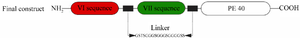 <p>Figure 1. Schematic presentation of the final designed immunotoxin.</p>
