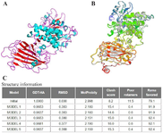 <p>Figure 4. (A) Predicted 3D structure for the fusion protein by I-TASSER server. The 5 best models (B) and structure information (C) as outputs for Galaxy Refine server, are shown.</p>
