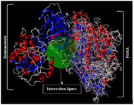 <p>Figure 7. Molecular docking of anti-PSMA scFv as a ligand with PSMA receptor. The best results of docking interactions between ligand and receptor with the lowest energy score (-1135.7 <em>kcal/mol</em>) presented by this model.</p>
