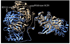 <p>Figure 4. Superimposed structure of Wild-type SCIN and its R511G mutant generated by the TM-align tool. High RMSD (6.24) and low TM score values (0.48) indicate structural dissimilarity due to R511G mutation. The Wild-type structure is shown in gold, while the R511G mutant is shown in blue.</p>
