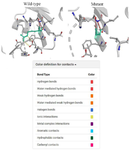 <p>Figure 5.&nbsp; Comparative structural analysis of the mutant (R511G) SCIN protein in comparison to the wild-type structure generated by DynaMut. In the wild-type conformation, the residue of interest (green) establishes multiple stabilizing contacts, including ionic interactions, aromatic contacts and hydrogen bonds, whereas the mutant conformation exhibits a marked reduction in these interactions, suggesting decreased local stability and potential structural rearrangements.</p>
