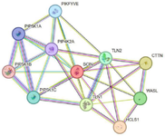 <p>Figure 7. SCIN protein interaction network constructed <em>via</em> STRING.</p>

