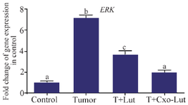 <p>Figure 7. <em>ERK</em> gene expression in control, tumor, luteolin-treated, and exosome-treated groups. Luteolin treatment reduced <em>ERK</em> expression, whereas exosomes derived from luteolin-treated 4T1 cells elicited the most pronounced downregulation. Different letters above the bars denote statistically significant differences among groups (p<0.05).</p>