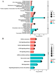 <p>Figure 1. A) Gene Ontology (GO) analysis shows upregulated genes linked to organelle abundance and cellular maturation, while downregulated genes indicate declines in cell adhesion, apoptosis, and endocytosis during senescence. B) KEGG pathway analysis highlights enrichment in cellular senescence, FoxO, mTOR, calcium signaling, and spliceosome pathways, underscoring their role in aging regulation. Each analysis was performed using 24 hMSC samples (early passages 4-5; senescent passages 22-28).</p>
<p>Adjusted p-value <0.05 and |log2FC| &ge;1 thresholds were applied.</p>
