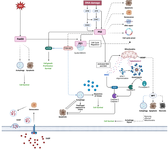 <p>Figure 4. A summary diagram illustrating the molecular pathways inferred from the DEG and KEGG analysis of early vs. senescent MSCs. The model shows p53 activation triggering cell cycle arrest via CDKN1A upregulation, mTOR dysregulation affecting cell growth and metabolism, and FoxO3 modulating autophagy and apoptosis. The resulting cellular dysfunction and altered secretory profile lead to the Senescence-Associated Secretory Phenotype (SASP), which contributes to local inflammation and systemic aging.</p>