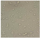 <p>Figure 2. Confluency of AGS cell line under microscope at 40 magnification. AGS cells were cultured in RPMI 1640 medium supplemented with 10% fetal bovine serum (FBS) and 1% penicillin/streptomycin (100 <em>U/ml</em>) to inhibit fungal growth. The cells were maintained in an incubator under conditions of 5% CO<sub>2</sub>, 90% humidity, and 37&deg;<em>C</em>.</p>