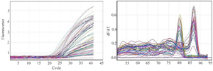 <p>Figure 6. Derivative melting curve per unit time and fluorescence curve for two target genes.</p>
<p>The melting curve shows a single peak for each gene, indicating successful amplification of the target fragments and optimal PCR efficiency (Right image). The presence of parallel curves in the fluorescence diagram indicates the amplification of fragments in all samples (Left image).</p>
