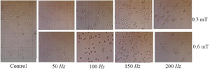 <p>Figure 9. Histology of mice erythrocytes exposed to magnetic fields at frequencies of 50-200 <em>Hz</em>.</p>
