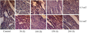 <p>Figure 10. Histology of the control heart and hearts exposed to magnetic fields at frequencies of 50-200 <em>Hz</em>.</p>
