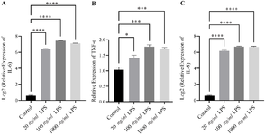 <p>Figure 2. Prolonged (24-<em>hr</em>) LPS stimulation maintains cytokine expression in THP-1&ndash;derived macrophages. THP-1&ndash;derived macrophages were stimulated with LPS (20, 100, and 1000 <em>ng/ml</em>) for 24 <em>hr</em> to evaluate the temporal dynamics of cytokine expression. After 24 <em>hr</em>, (A) <em>IL-6</em> and (C) <em>IL-8</em> expression levels remained significantly higher than in unstimulated controls (p<0.0001), whereas (B) TNF<em>-&alpha;</em> expression also stayed elevated but without further enhancement compared to the 6-<em>hr</em> response (p<0.01 and p<0.001). Data are presented as mean log₂-relative expression&plusmn;SEM and mean relative expression&plusmn;SEM (<em>TNF-&alpha;</em>) of three independent experiments. Statistical significance was determined using one-way ANOVA followed by Tukey&rsquo;s post hoc test.</p>
