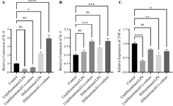 <p>Figure 7. Inflammatory gene expression in differentiated and undifferentiated Caco-2 cells co-cultured with M1 macrophages. Differentiated (14-day) and undifferentiated (24-<em>hr</em>) Caco-2 cells were co-cultured with THP-1&ndash;derived M1 macrophages activated by 100 <em>ng/ml</em> LPS for 6 <em>hr</em> or treated directly with LPS. mRNA expression levels of <em>IL-6</em>, <em>IL-8</em>, and <em>TNF-&alpha;</em> were quantified by qRT-PCR and normalized to <em>GAPDH</em>. Co-culture with M1 macrophages markedly increased (A) <em>IL-8</em> (&asymp;3.94&plusmn;0.41-fold, p<0.0001) and (B) <em>IL-6</em> (&asymp;1.8-fold, p<0.001) compared with LPS-treated or unstimulated controls. Direct LPS exposure induced only a modest IL-8 increase and had minimal effect on <em>IL-6</em>. (C) <em>TNF-&alpha;</em> expression was downregulated upon LPS treatment but partially restored in the M1 co-culture condition. Data are expressed as mean&plusmn;SEM of three independent experiments. Statistical significance was assessed using one-way ANOVA followed by Tukey&rsquo;s post hoc test. The control group for Caco-2 consisted of unstimulated epithelial cells without LPS treatment or macrophage co-culture. For THP-1, M0 macrophages (PMA-differentiated non-stimulated) served as the control condition.</p>
