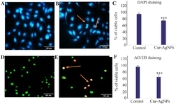 <p>Figure 3. Cur-AgNPs (13 <em>&mu;g/ml</em>) induced apoptosis in HUVECs after 24 <em>hr</em>.</p>

<p>A) Non-treated control group stained with DAPI. In this group, the cell nuclei remained intact, and no evidence of cell death was observed.</p>
<p>B) Cur-AgNP-treated group stained with DAPI. Evidence of apoptosis, such as nuclear condensation and disruption of cellular integrity, was observed.</p>
<p>C) Quantification of live cells in the treated sample compared with the untreated control. The graph shows an increased proportion of dead cells in the treated group compared with the control.</p>
<p>D) Control group stained with Acridine Orange/Ethidium Bromide (AO/EB), showing viable cells (green) with no signs of apoptosis.</p>
<p>E) Cur-AgNP-treated group stained with AO/EB. The treated cells exhibited apoptotic features (orange and green staining).</p>
<p>F) Quantification of live and dead cells in treated and control groups. The graph shows an increased proportion of dead cells in the treated group compared with the control. Arrows indicate apoptotic cells. Data are presented as mean&plusmn;SD (magnification, &times;200).</p>