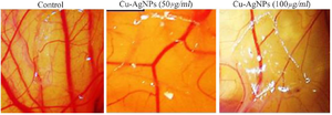 <p>Figure 5. Average number and length of blood vessels in Chorioallantoic Membrane (CAM) samples were treated by different concentration of Cur-AgNPs compared to control.</p>
