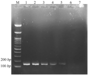<p>Figure 2. Agarose gel electrophoresis of MST601-PCR products using serial dilutions of <em>M. simiae</em> genomic DNA. M: 100 <em>bp</em> DNA marker, Lane 1: 100 <em>pg</em>, Lane 2: 10 <em>pg</em>, Lane 3: 1 <em>pg</em>, Lane 4: 100 fg, Lane 5: 10 fg, Lane 6: 5 fg, and Lane 7: 1 fg. A specific amplicon of 168 bp was detected up to the 10 fg (approximately equivalent to 1.5 copies of <em>M. simiae </em>genomic DNA per <em>&mu;l</em>) with no amplification observed at 5 fg and 1 fg.</p>
