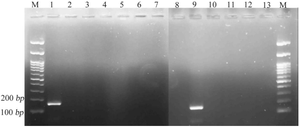 <p>Figure 3. Specificity of MST601-PCR assessed using genomic DNA from various mycobacterial species. M: 100 bp DNA marker, Lane 1: positive control, Lane 2: <em>M. bovis</em>, Lane 3: <em>M. smegmatis</em>, Lane 4: <em>M. kansasii</em>, Lane 5: <em>M. avium</em>, Lane 6: <em>M. chelonae</em>, Lane 7: <em>M. intracellulare</em>, Lane 8: <em>M. fortuitum</em>, Lane 9: <em>M. simiae</em>, Lane 10: <em>M. ulcerans</em>, Lane 11: <em>M. marinum</em>, Lane 12: <em>M. tuberculosis</em>, and Lane 13: negative control. The absence of bands in non-simiae species confirms the high specificity of the assay, with no cross-reactivity observed.</p>
