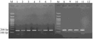 <p>Figure 4. Agarose gel electrophoresis showing amplification of the 168 <em>bp</em> MST601 target in ten clinical isolates of <em>M. simiae</em>. Lane M: 100 <em>bp</em> DNA marker; Lane 1: positive control; Lanes 2-11: <em>M. simiae</em> isolates; and Lane 12: negative control.</p>
