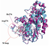 Figure 2. Superimposition of backbone atoms of modeled yeast β-tubulin (light magenta) on bovine β-tubulin (cyan). Arrows indicates the position of the M loop and residue 276 in the β-tubulin