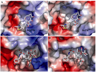 Figure 3. A) Residue 276 of bovine tubulin and its interaction with taxol, B) Residue 276 of yeast tubulin and its interaction with taxol, C) Residue 276 of yeast tubulin and its interaction with epothilone A and D) Residue 276 of bovine tubulin and its interaction with epothilone A