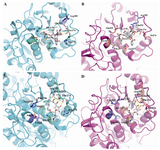 Figure 4.Comparison of the binding mode of paclitaxel and epothilones in yeast and bovine tubulin. Ligands (gray), binding-site key residues (greencyan) and non-key residues (slate) for bovine tubuline, and), binding-site key residues (salmon) and non-key residues (slate) for yeast tubuline that e are shown in stick representation. Hydrogen bonds are presented as yellow long dashes and hydrophobic interactions are shown as red square dots. The remaining part of the β-tubulin secondary structure is rendered with cartoon presentation using PyMOL. A) Taxol as found in the electron crystallography model (PDB: 1JFF). B) Taxol that interacts with modeled yeast tubulin. C) Epothilone A as found in the electron crystallography model (1TVK). D) Epothilone A that interacts with modeled yeast tubulin