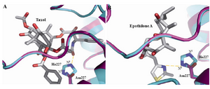 Figure 5. Possibility of hydrogen bonding between residue 227 of tubulin [Histidine in bovine (cyan) and Asparagine in yeast (magenta)] and A) oxygen atom of 3´-benzamidophenyl group of taxol, B) nitrogen atom of thiazol ring of epothilone A